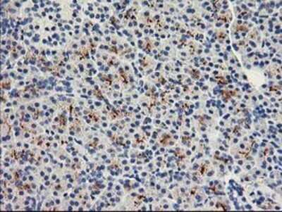 Immunohistochemistry: FAM119A Antibody (OTI2G7) - Azide and BSA Free [NBP2-72423]