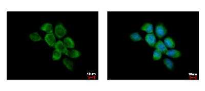 Immunocytochemistry/ Immunofluorescence: FAM120A Antibody [NBP2-16412]