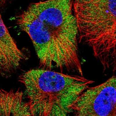 Immunocytochemistry/ Immunofluorescence: FAM120A Antibody [NBP2-38771]