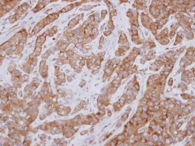 Immunohistochemistry-Paraffin: FAM120A Antibody [NBP2-16412]