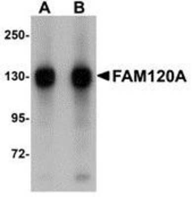 Western Blot: FAM120A AntibodyBSA Free [NBP1-77367]