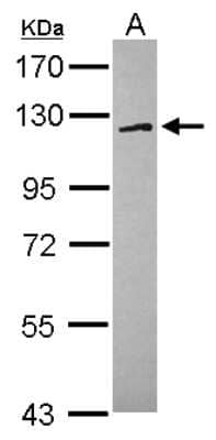 Western Blot: FAM120A Antibody [NBP2-16412]