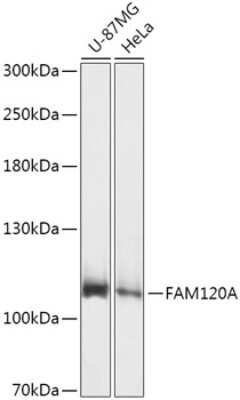 Western Blot: FAM120A AntibodyAzide and BSA Free [NBP3-04449]