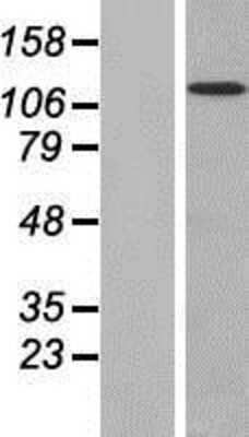 Western Blot: FAM120A Overexpression Lysate [NBP2-07307]