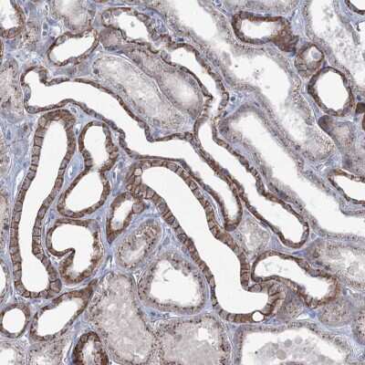 Immunohistochemistry-Paraffin: FAM120B Antibody [NBP1-86567]