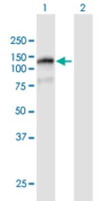 Western Blot: FAM120B Antibody [H00084498-B01P]