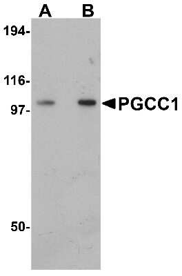 Western Blot: FAM120B AntibodyBSA Free [NBP1-76315]