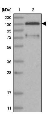 Western Blot: FAM120B Antibody [NBP1-86566]