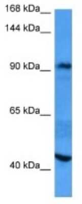 Western Blot: FAM120B Antibody [NBP3-10796]