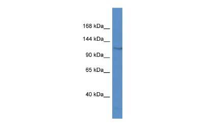 Western Blot: FAM120C Antibody [NBP2-82571]