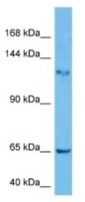 Western Blot: FAM120C Antibody [NBP3-10983]