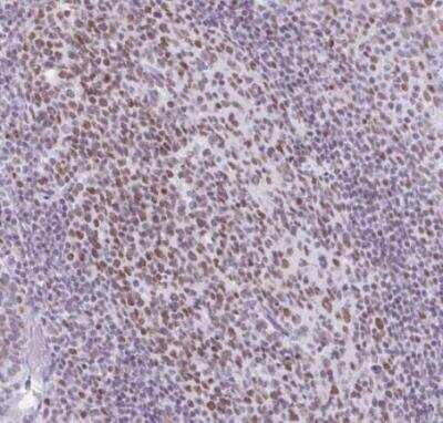 Immunohistochemistry-Paraffin: FAM122A Antibody [NBP2-31646]
