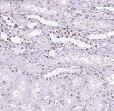 Immunohistochemistry-Paraffin: FAM122A Antibody [NBP2-31646]