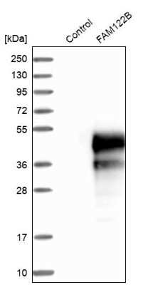 Western Blot: FAM122B Antibody [NBP1-90508]