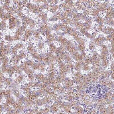 Immunohistochemistry-Paraffin: FAM122C Antibody [NBP2-31805]