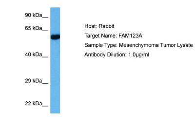 Western Blot: FAM123A Antibody [NBP2-82586]