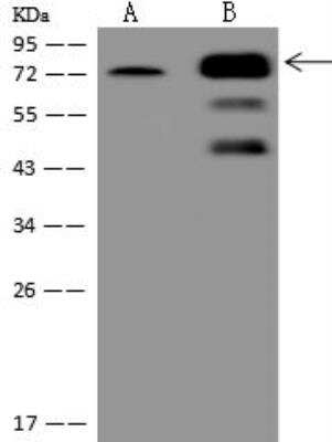 Western Blot: FAM123A Antibody [NBP3-05964]