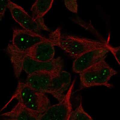 Immunocytochemistry/ Immunofluorescence: FAM123C Antibody [NBP1-93800]