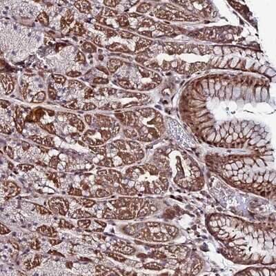 Immunohistochemistry-Paraffin: FAM123C Antibody [NBP1-93800]