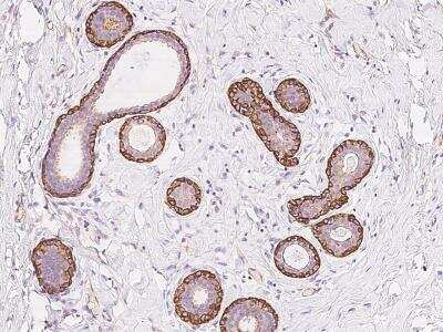 Immunohistochemistry-Paraffin: FAM124A Antibody [NBP3-06368]