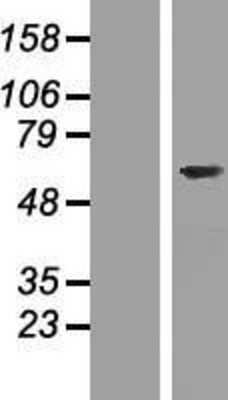 Western Blot: FAM124A Overexpression Lysate [NBP2-05513]