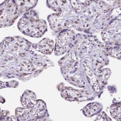Immunohistochemistry-Paraffin: FAM124B Antibody [NBP2-49625]