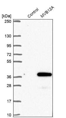 Western Blot: FAM125A Antibody [NBP1-91883]