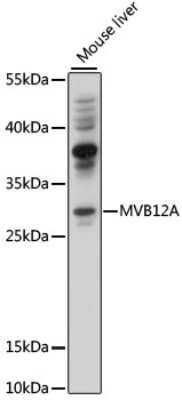 Western Blot: FAM125A AntibodyAzide and BSA Free [NBP3-03413]