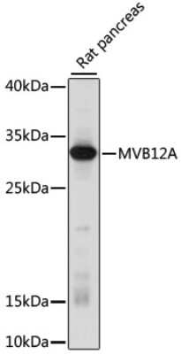 Western Blot: FAM125A AntibodyAzide and BSA Free [NBP3-03414]