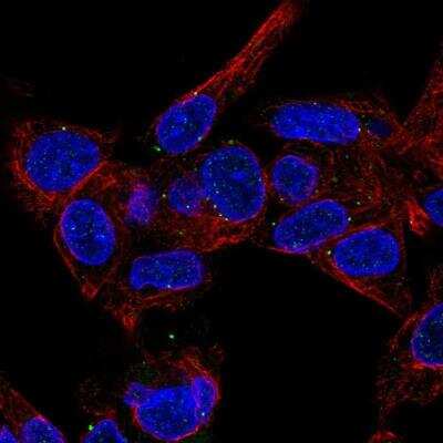 Immunocytochemistry/ Immunofluorescence: FAM125B Antibody [NBP2-13979]