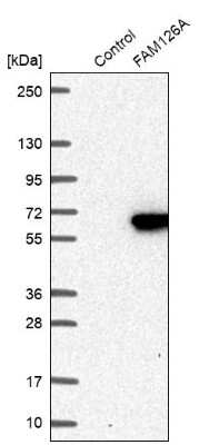 Western Blot: FAM126A Antibody [NBP2-13980]