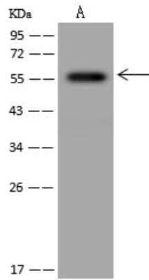 Western Blot: FAM126A Antibody [NBP3-12634]