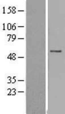 Western Blot: FAM126A Overexpression Lysate [NBL1-10463]