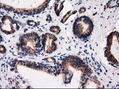 Immunohistochemistry: FAM127C Antibody (OTI1A6) [NBP2-45699]
