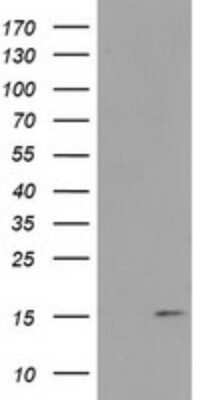 Western Blot: FAM127C Antibody (OTI1A6) [NBP2-45699]