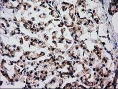 Immunohistochemistry: FAM127C Antibody (OTI1A6) - Azide and BSA Free [NBP2-71867]