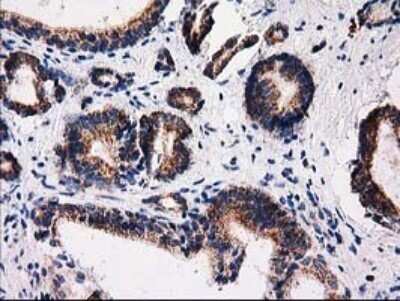 Immunohistochemistry: FAM127C Antibody (OTI1A6) - Azide and BSA Free [NBP2-71867]