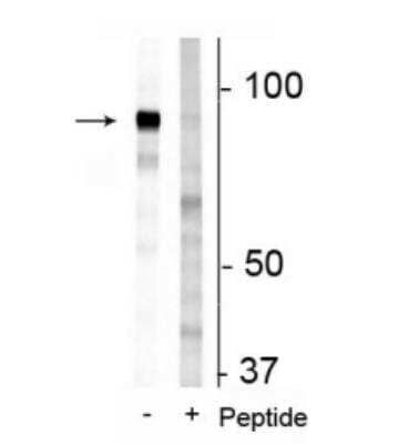 Western Blot: FAM129B [p Ser679, p Ser683] Antibody [NBP2-60779]