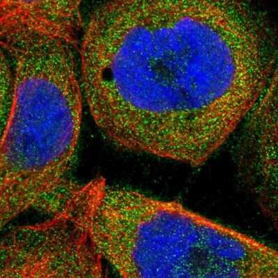 Immunocytochemistry/ Immunofluorescence: FAM129B Antibody [NBP1-88785]