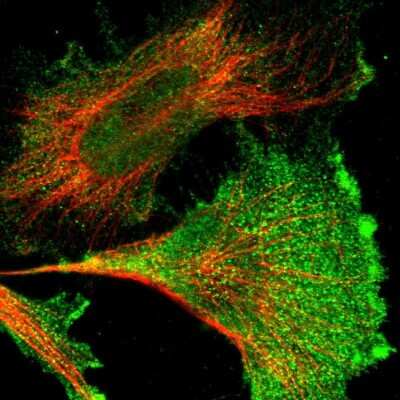 Immunocytochemistry/ Immunofluorescence: FAM129B Antibody [NBP1-88785]