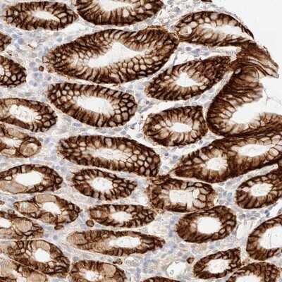 Immunohistochemistry-Paraffin: FAM129B Antibody [NBP1-88782]