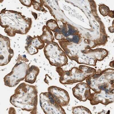 Immunohistochemistry-Paraffin: FAM129B Antibody [NBP1-88783]