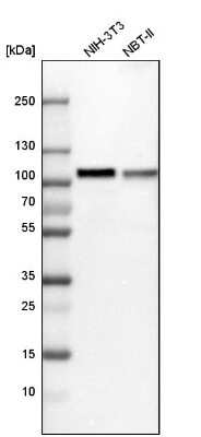 Western Blot: FAM129B Antibody [NBP1-88784]