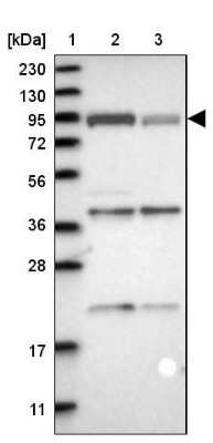 Western Blot: FAM129B Antibody [NBP1-88785]