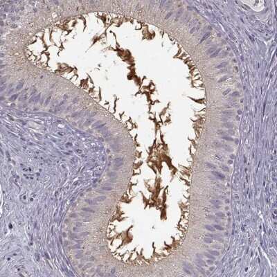 Immunohistochemistry-Paraffin: FAM12B Antibody [NBP1-87937]