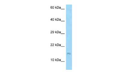 Western Blot: FAM12B Antibody [NBP2-82587]