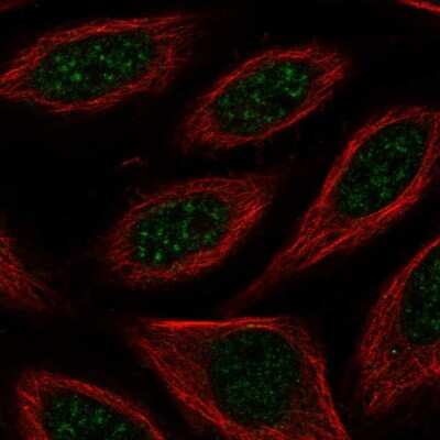 Immunocytochemistry/ Immunofluorescence: FAM130A1 Antibody [NBP2-58064]