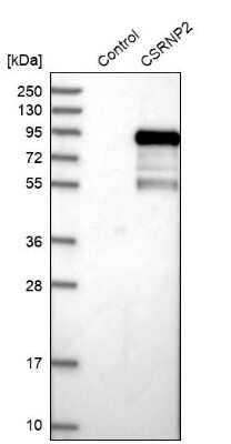 Western Blot: FAM130A1 Antibody [NBP1-89908]