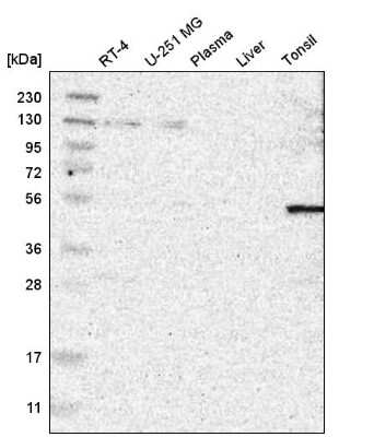 Western Blot: FAM130A1 Antibody [NBP2-58064]