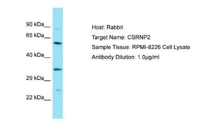 Western Blot: FAM130A1 Antibody [NBP2-87406]